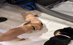 Labrador Retriever dogs for sale: Retriever Labrador puppys for sale - Image 21
