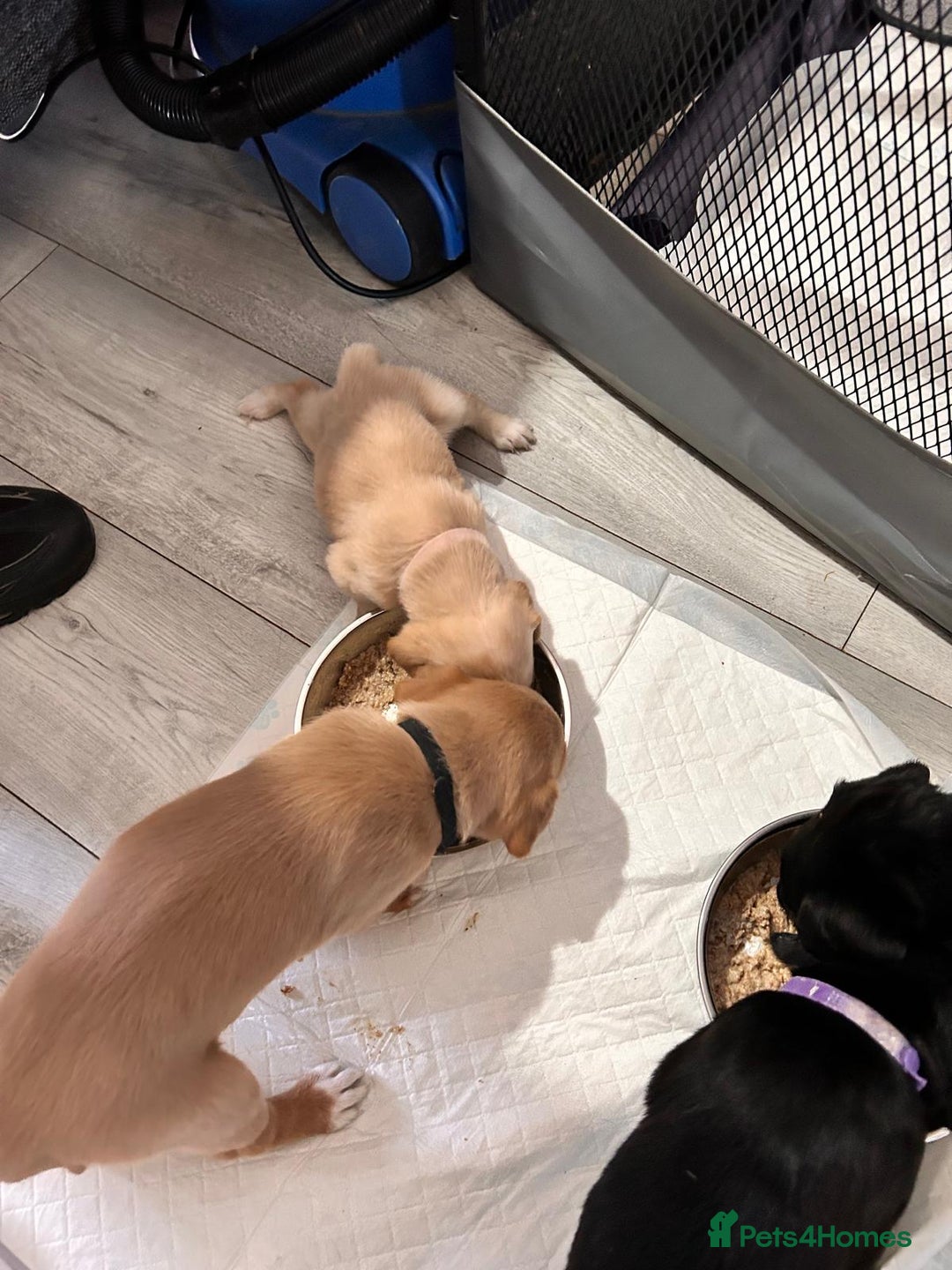 Labrador Retriever dogs for sale: Retriever Labrador puppys for sale - Image 21