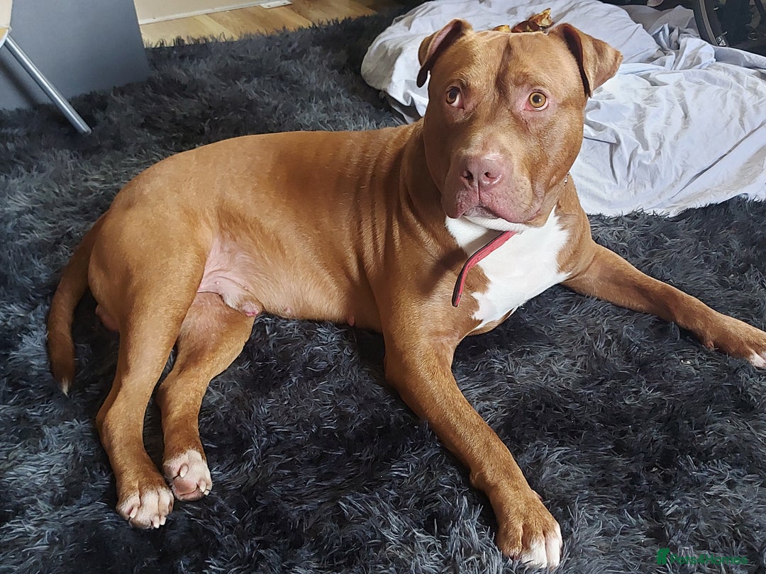 Mixed Breed dogs for stud: Cain corso/bull mastiff mix - Image 1