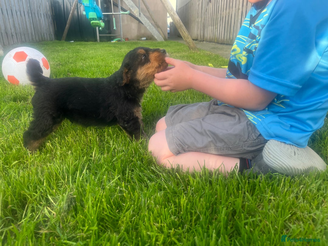 Airedale Terrier dogs for sale: Airedale Terrier Puppy 9 - Quality Airedale terrier pups - Image 3