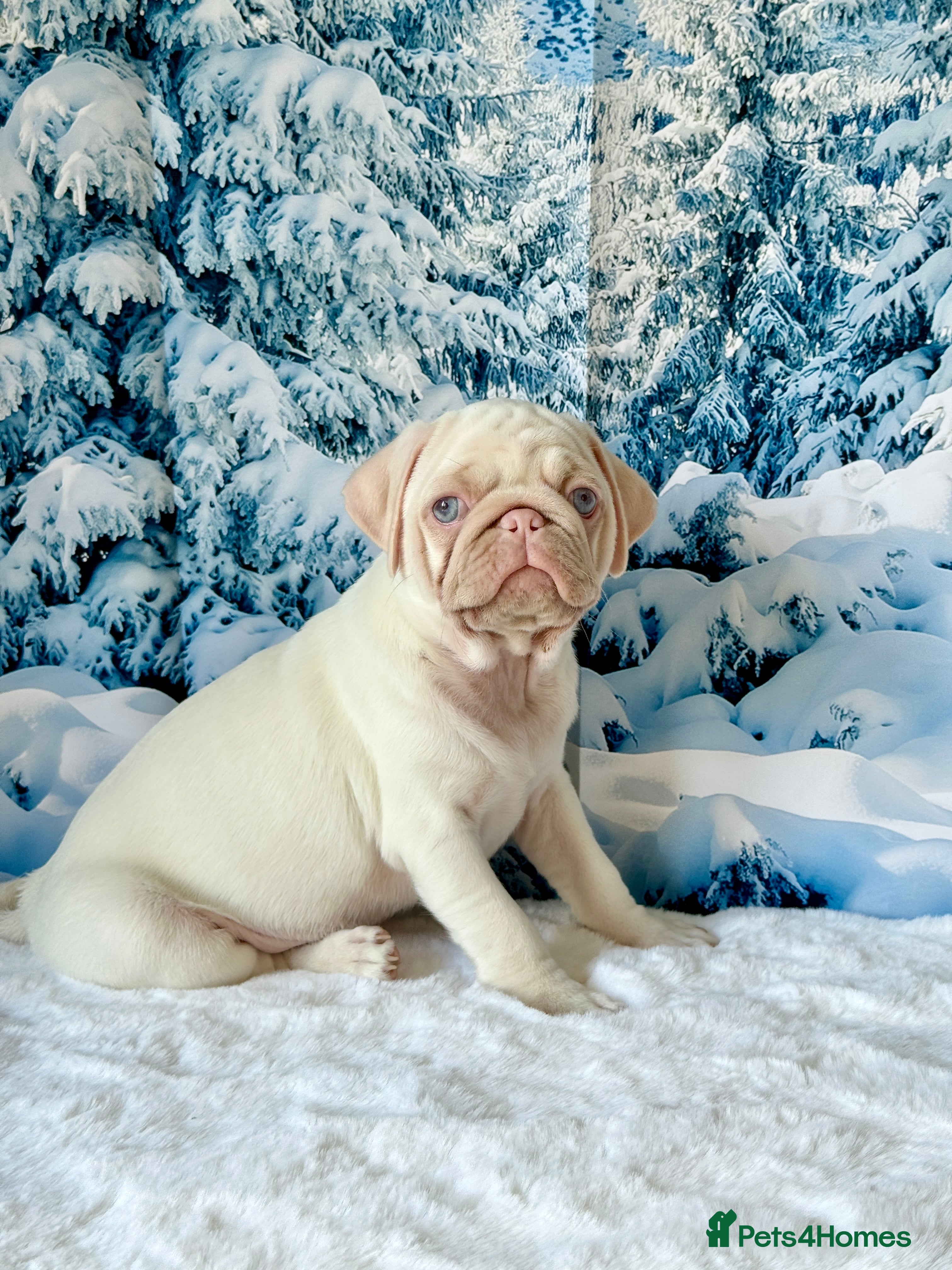 Pug dogs Pink Pug Puppies Available - Advert 6