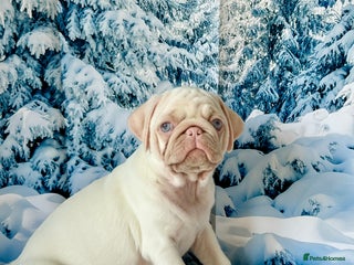 Pug dogs Pink Pug Puppies Available - Advert 7