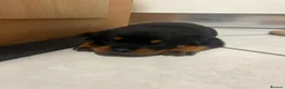 Rottweiler dogs for sale: KC Registered Rottweiler Puppies - Advert 33