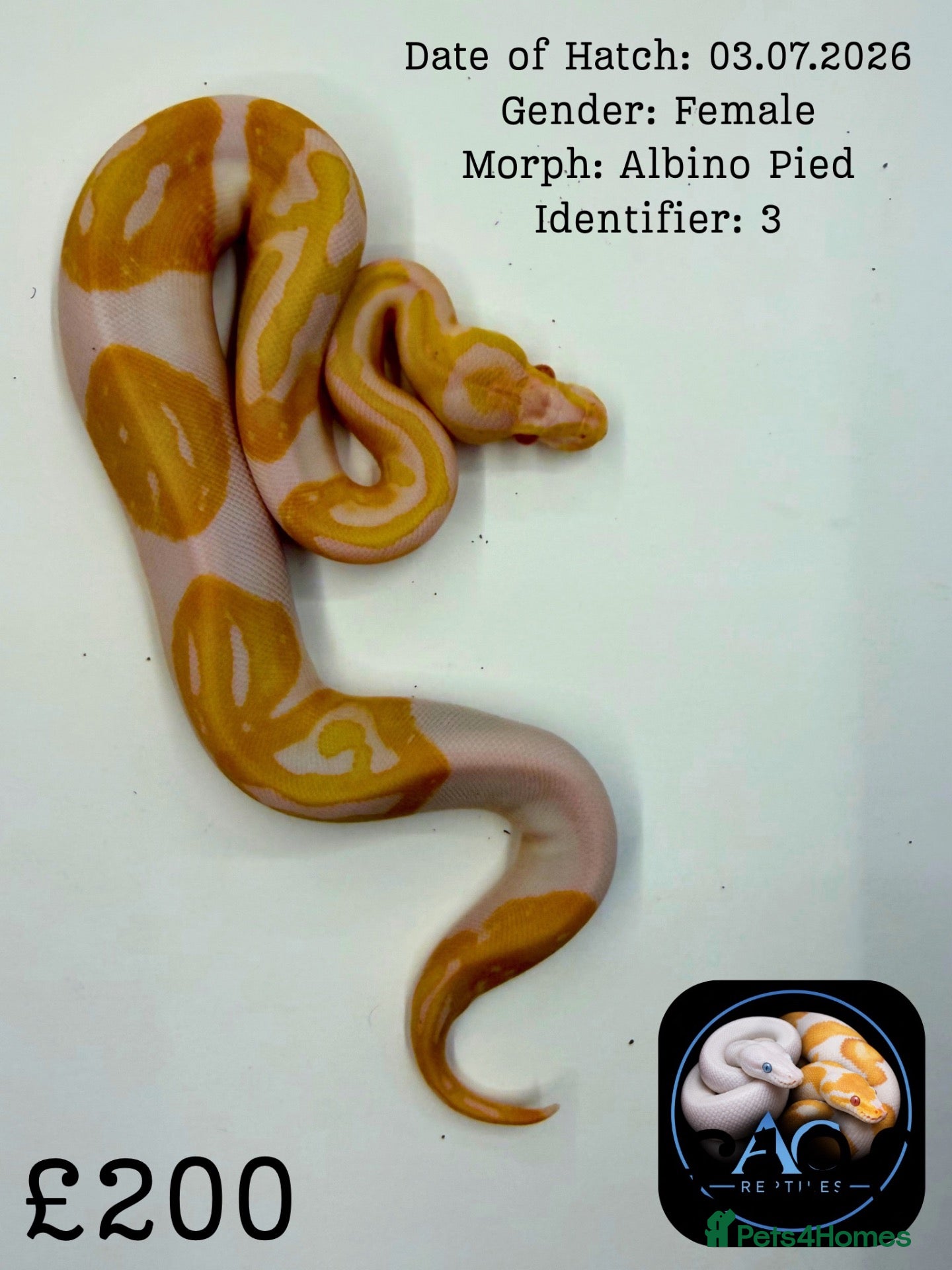 Python Snake reptiles for sale: Ball Pythons for Sale - Advert 1