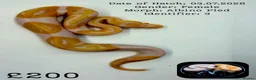 Python Snake reptiles for sale: Ball Pythons for Sale - Advert 1
