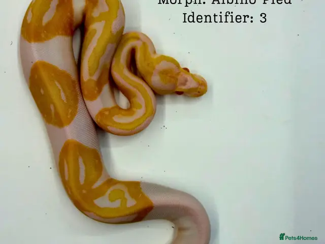 Python Snake reptiles for sale: Ball Pythons for Sale - Advert 1