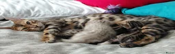 Bengal cats for sale: Pure Bengal kittens for sale - Advert 34