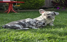 French Bulldog dogs for sale: French bulldog  - Image 2