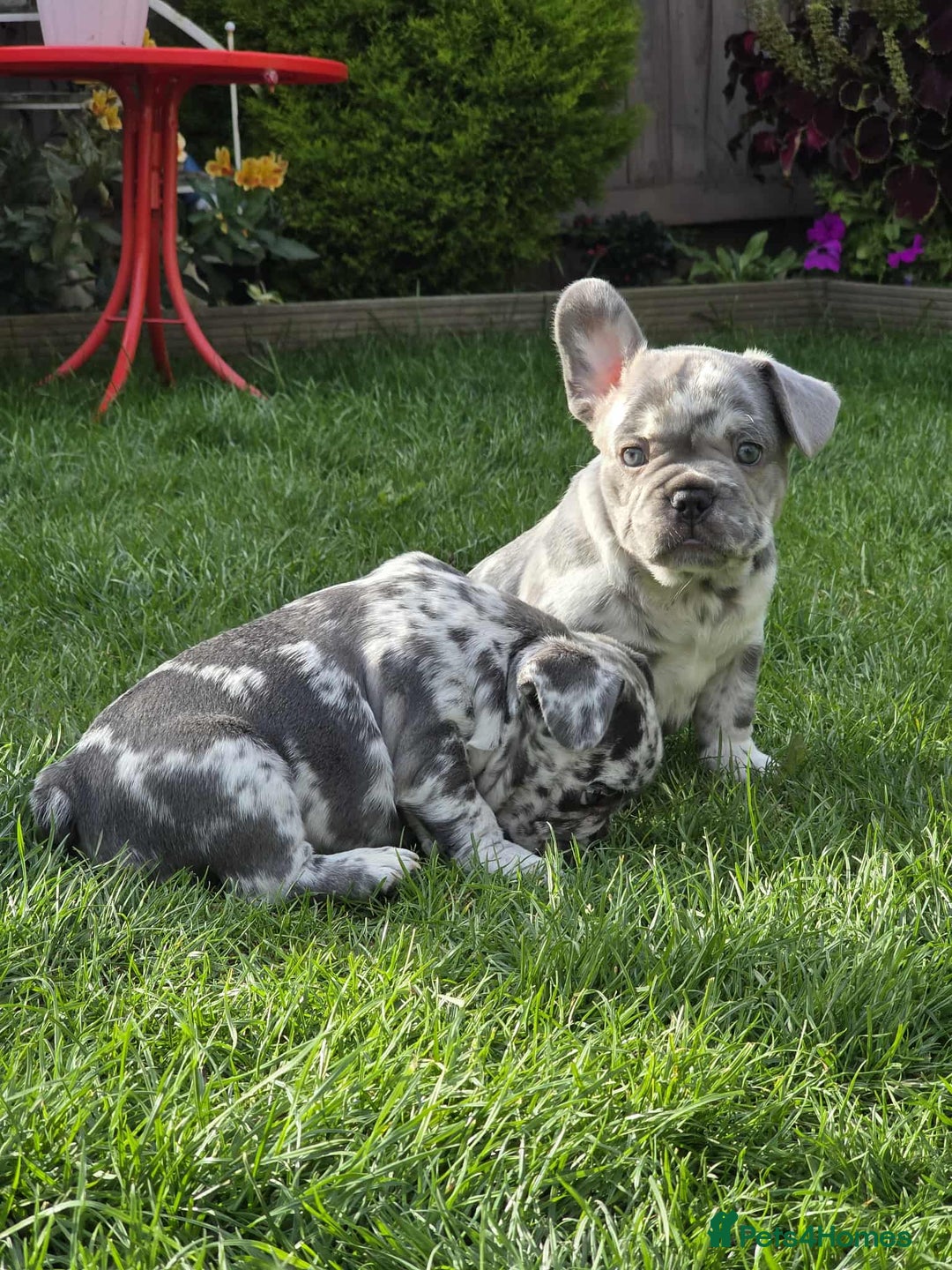 French Bulldog dogs for sale: French bulldog  - Image 2