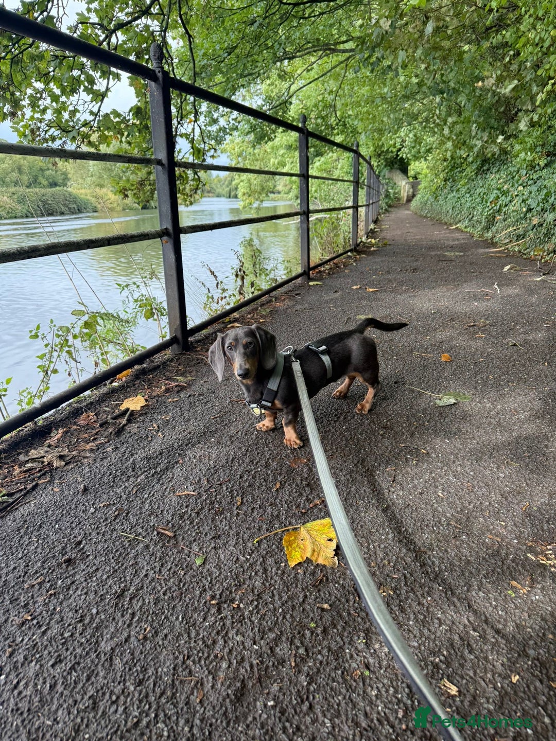 Dachshund dogs for sale: Richmond looking for his forever home  - Advert 2