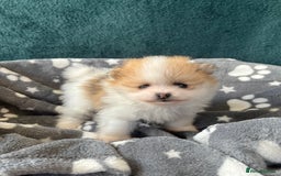 Pomeranian dogs for sale: Fluffy Pomeranian puppies - Image 11