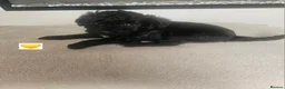 Schnoodle dogs for sale: 🐶 F2 Schnoodles looking for their loving Homes 🐶 in Romford - Advert 15