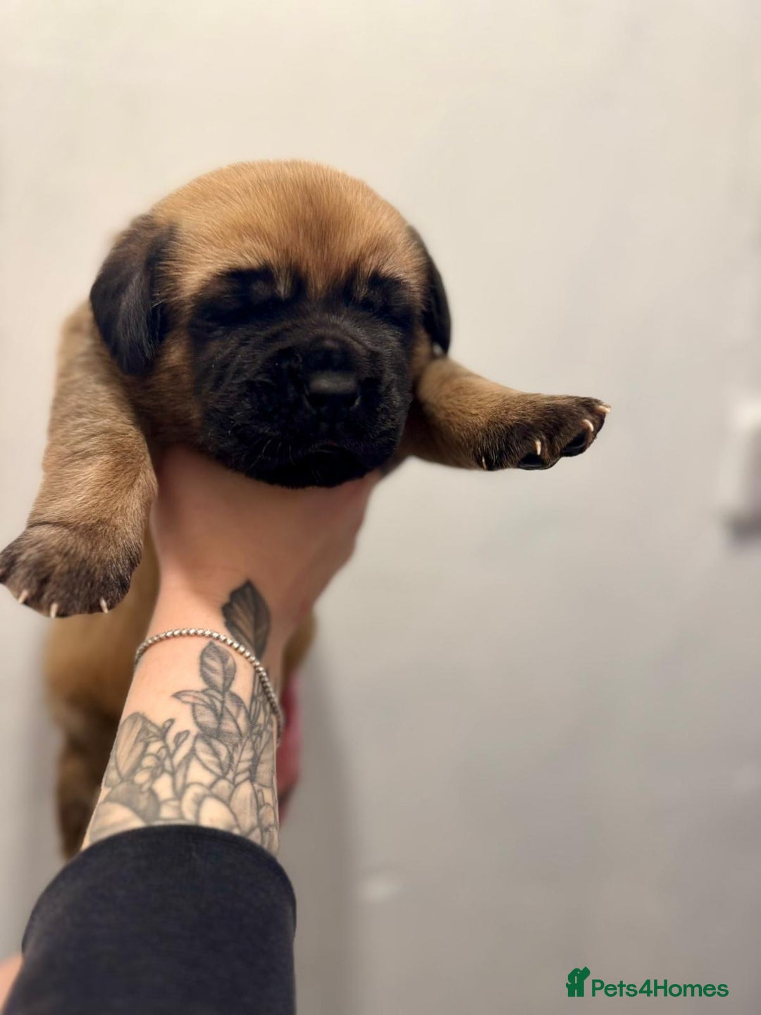 Mixed Breed dogs for sale: Puppies  - Image 15