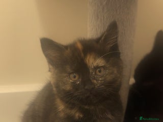 British Shorthair cats - Advert 31