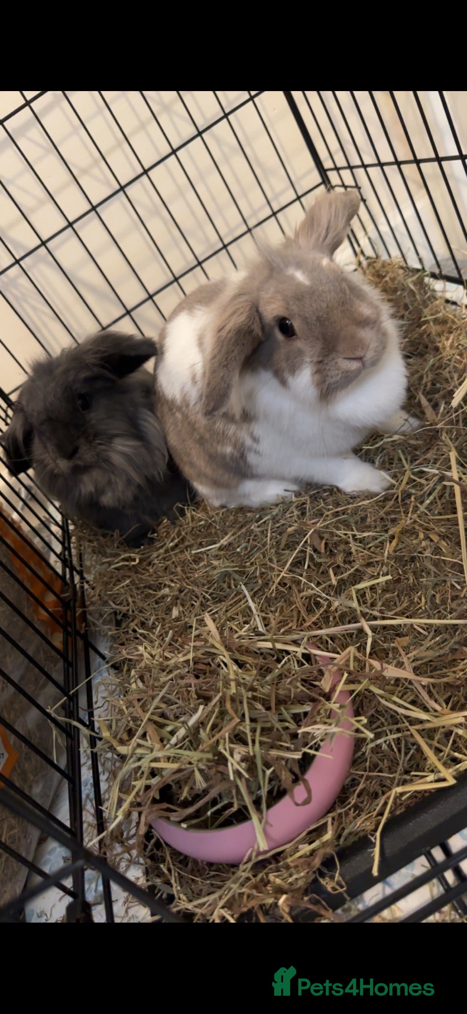 Mixed Breed rabbits rabbits - Advert 2