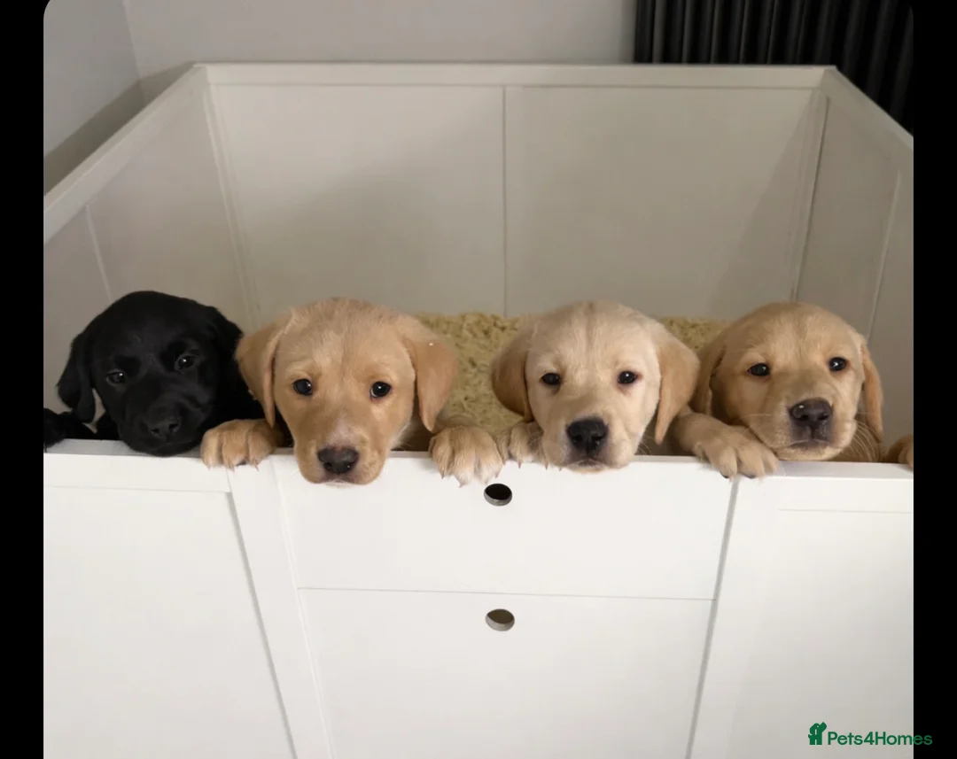 Labrador Retriever dogs for sale: Labrador Retriever Pups  - Advert 12