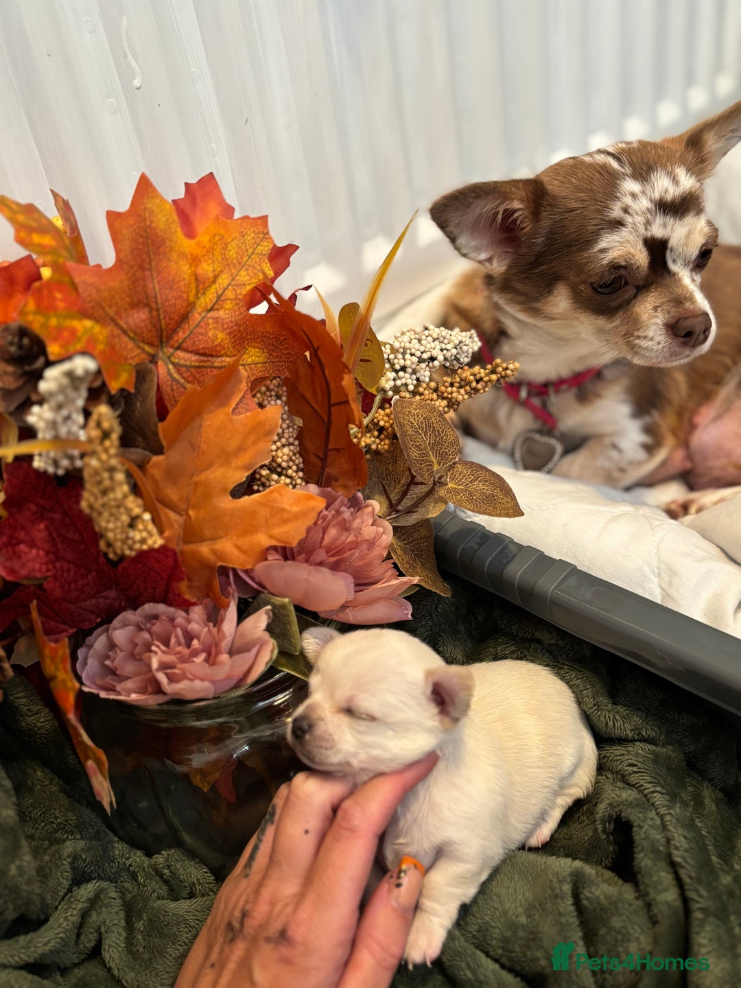 Chihuahua dogs for sale: Beautiful litter of chihuahua boys & girls  - Image 9