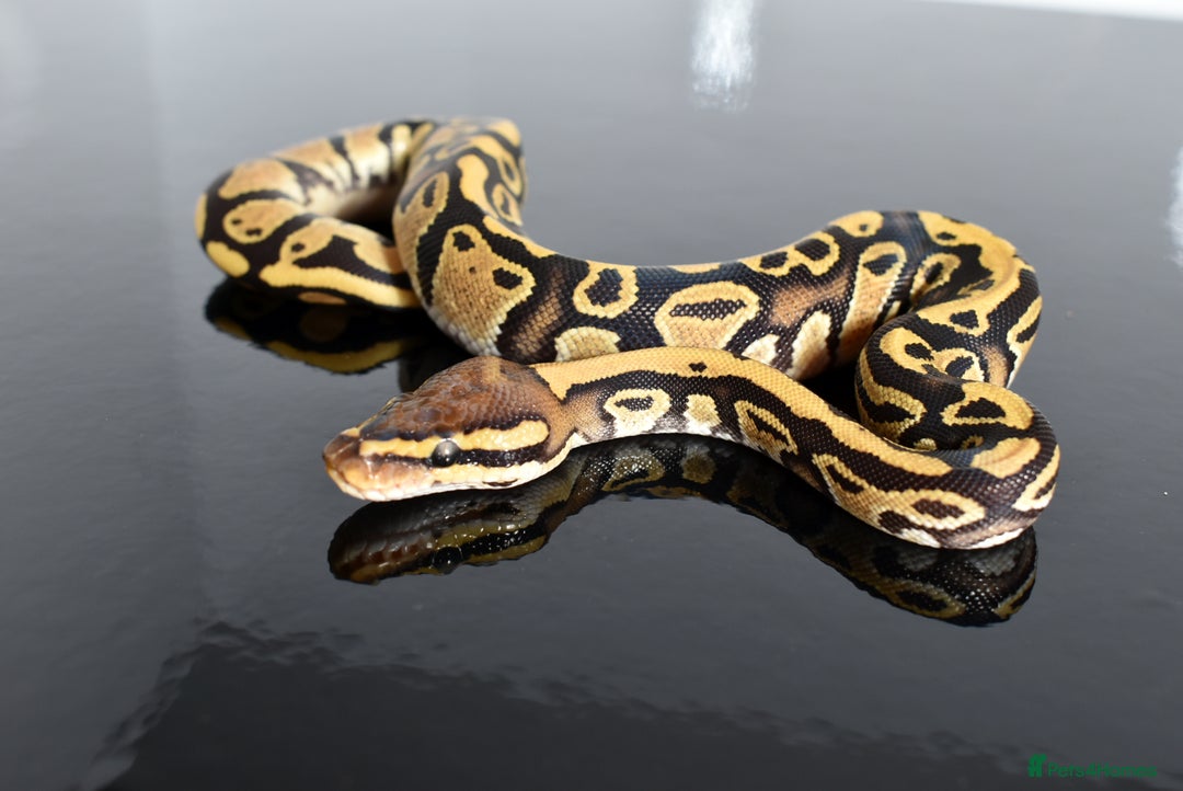 Python Snake reptiles for sale: Amazing baby ball pythons - Advert 19
