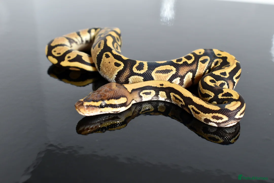 Python Snake reptiles for sale: Amazing baby ball pythons - Advert 19