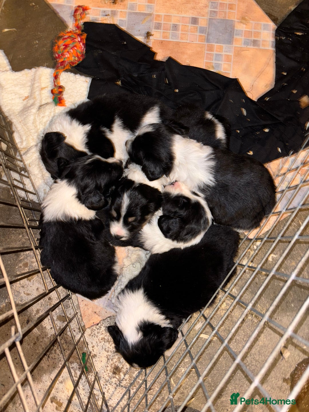 Mixed Breed dogs for sale: Sprollie Puppies - Image 2