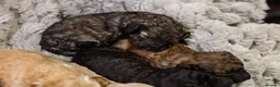 Mini Goldendoodle dogs for sale: Mini Goldendoodles - Advert 17