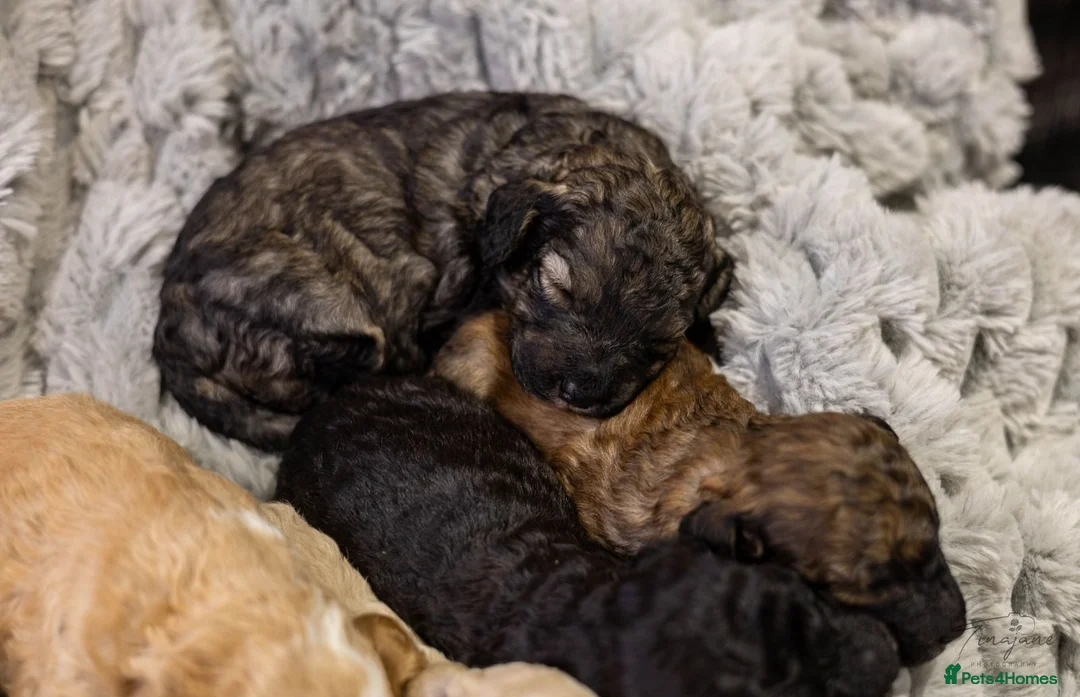 Mini Goldendoodle dogs for sale: Mini Goldendoodles - Black boy - Advert 17