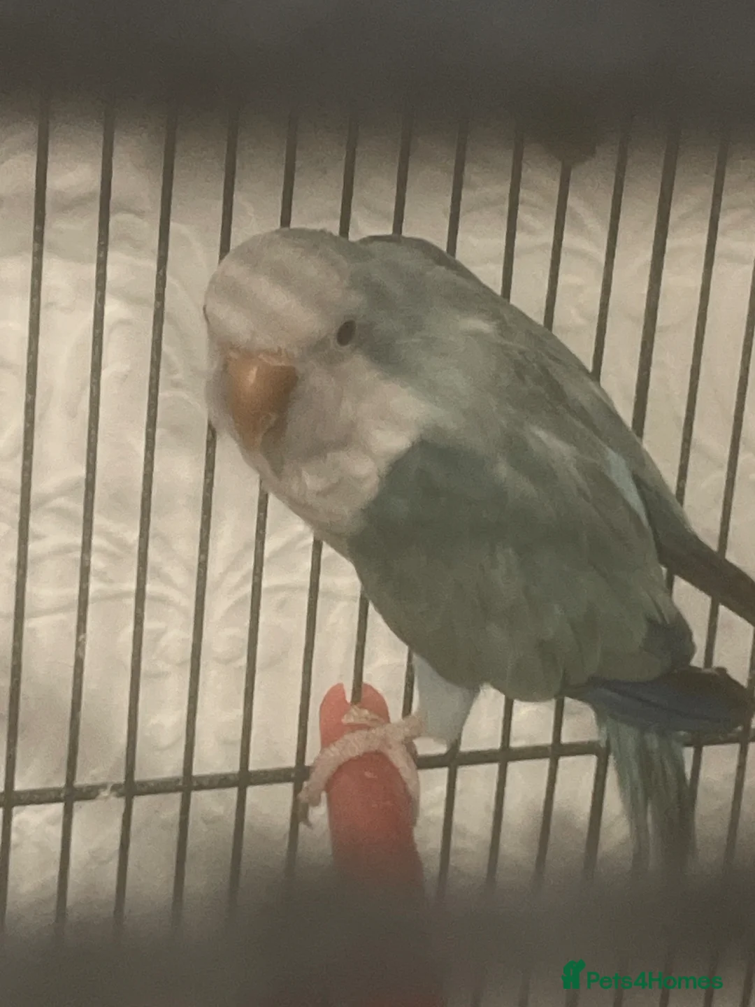 Parrots birds for sale: Blue Quaker parrot in Bacup - Advert 3