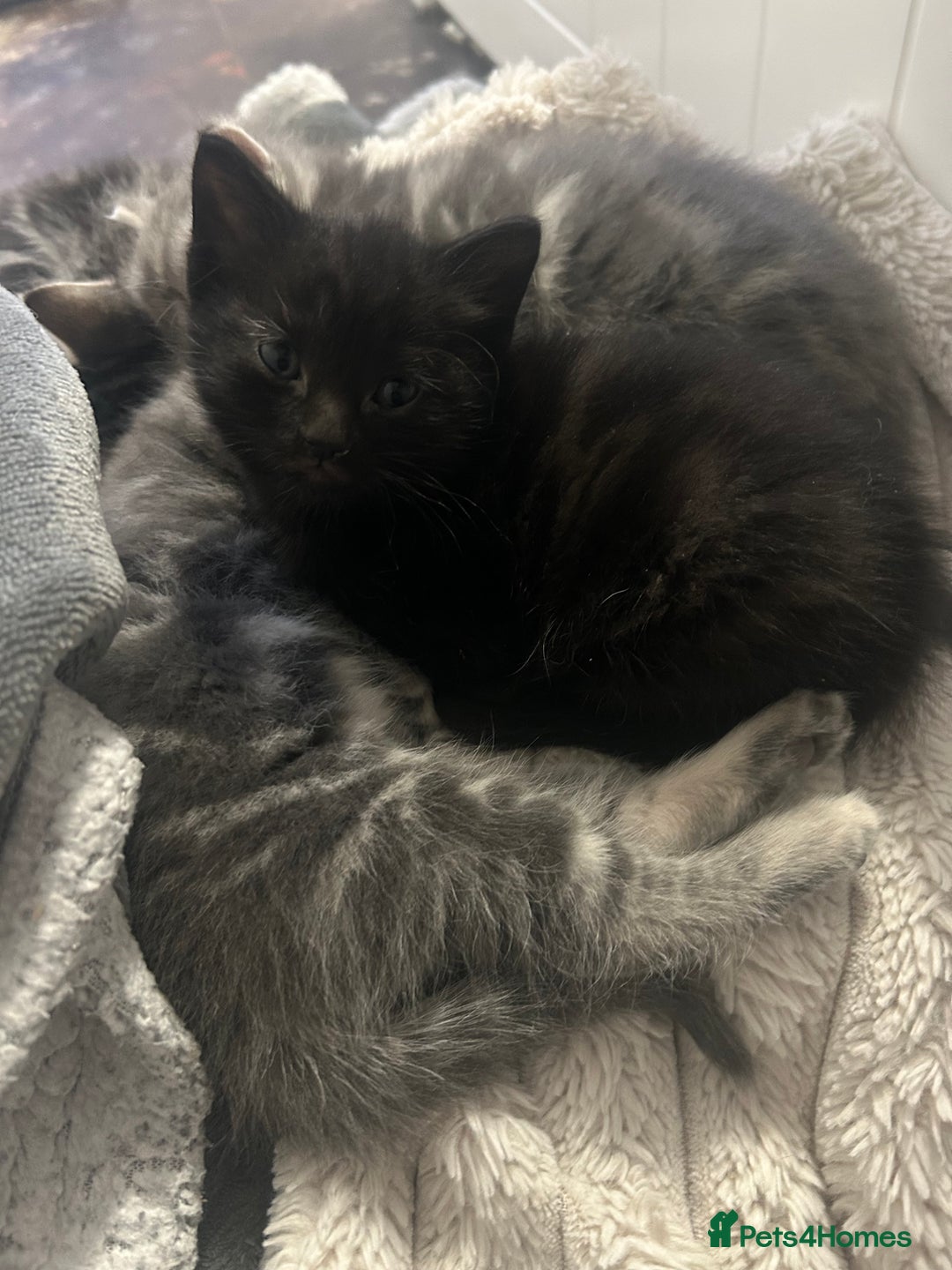 Mixed Breed cats for sale: Kittens :)  - Advert 3