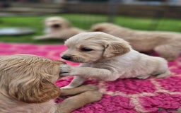 Golden Retriever dogs for sale: KC Registered Golden Retrievers - Image 1