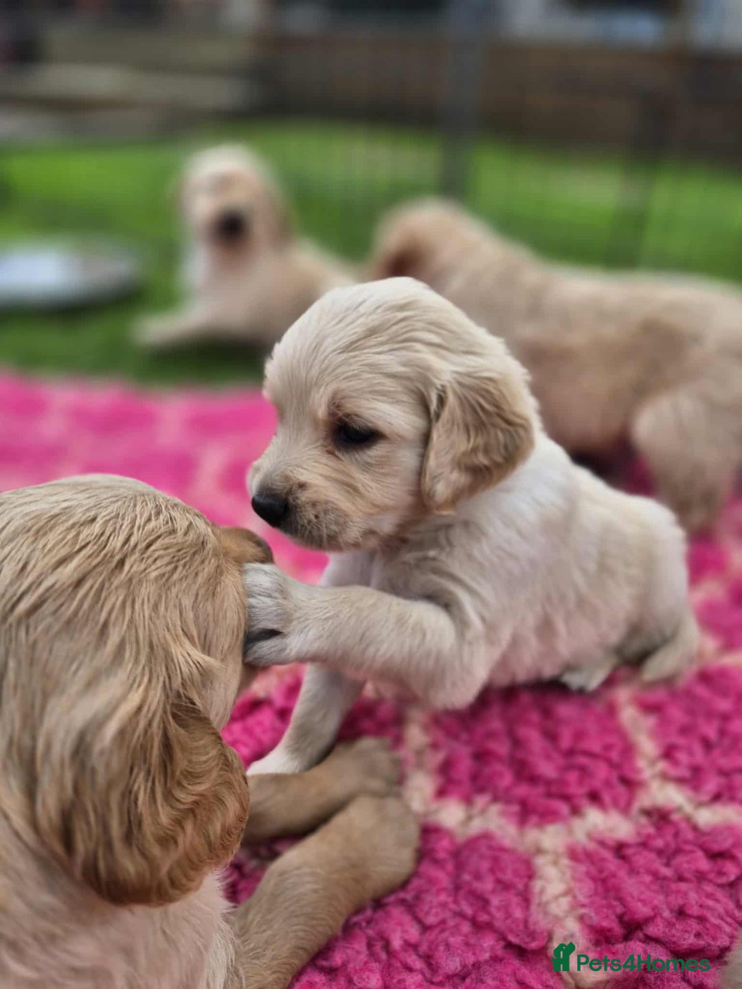 Golden Retriever dogs for sale: KC Registered Golden Retrievers - Image 1