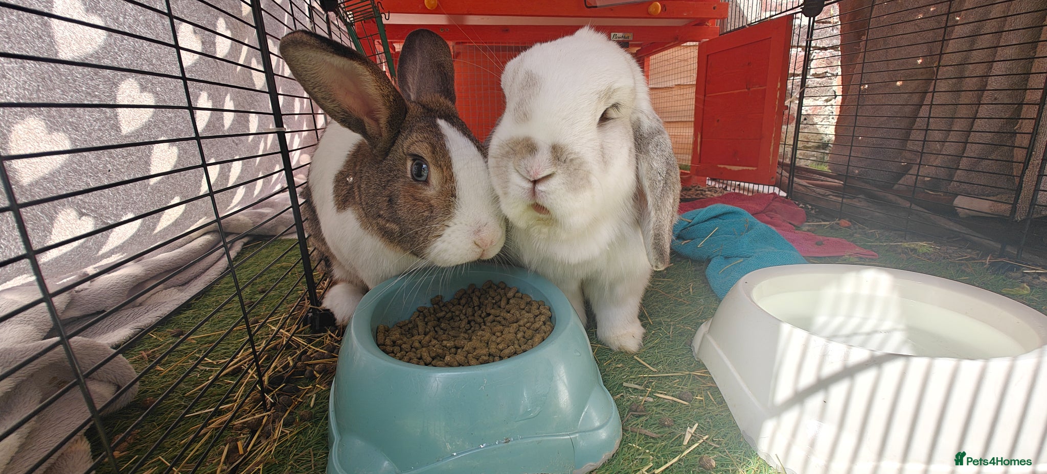 Mixed Breed rabbits Male rabbits - Advert 1
