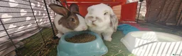 Mixed Breed rabbits for sale: Male rabbits in Portsmouth - Advert 1