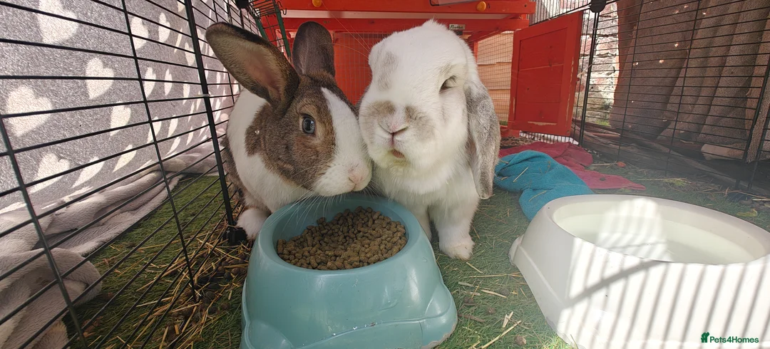 Mixed Breed rabbits for sale: Male rabbits in Portsmouth - Advert 1