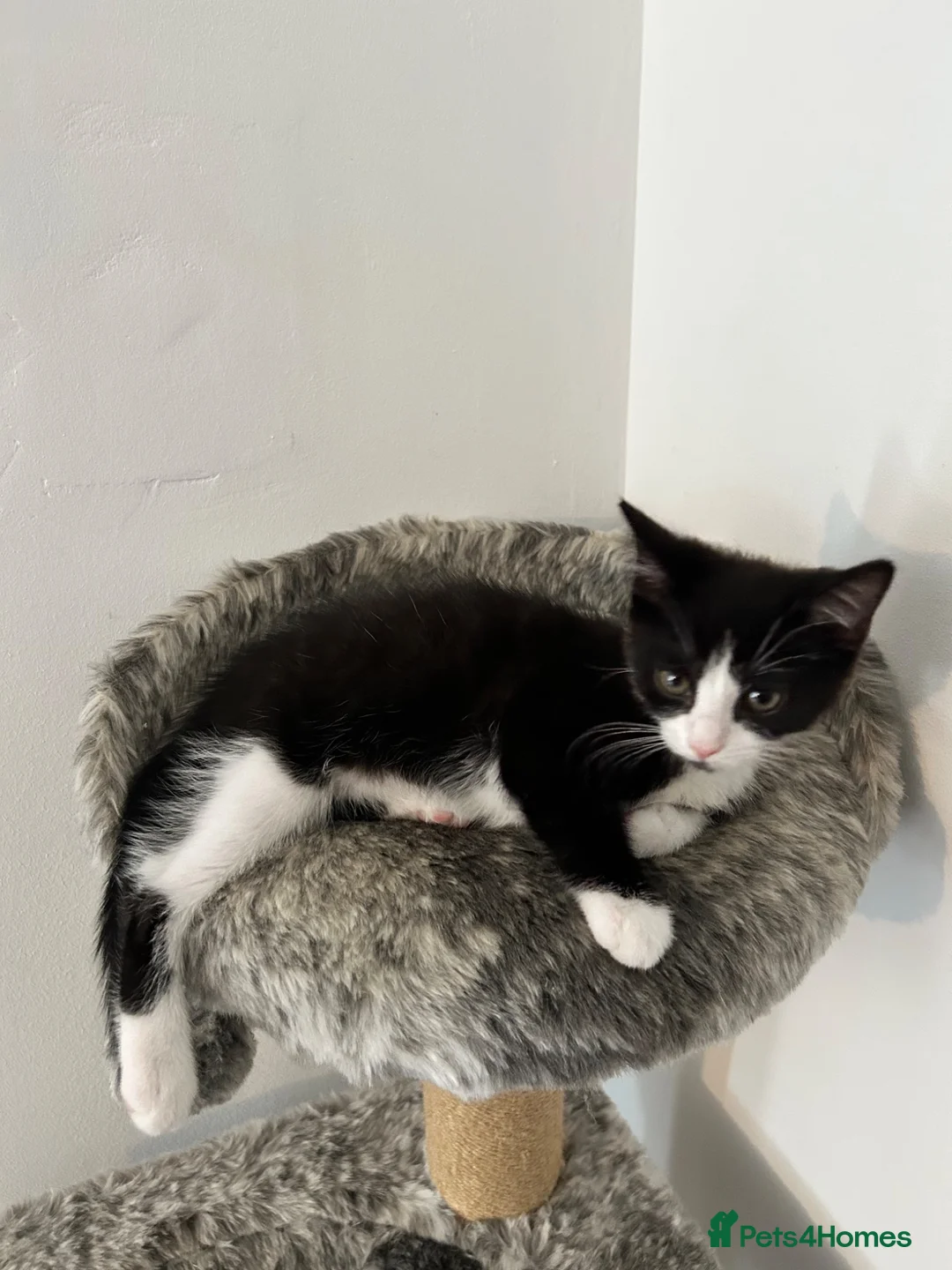 Domestic Shorthair cats for sale: Loving home needed for Luna - Advert 2