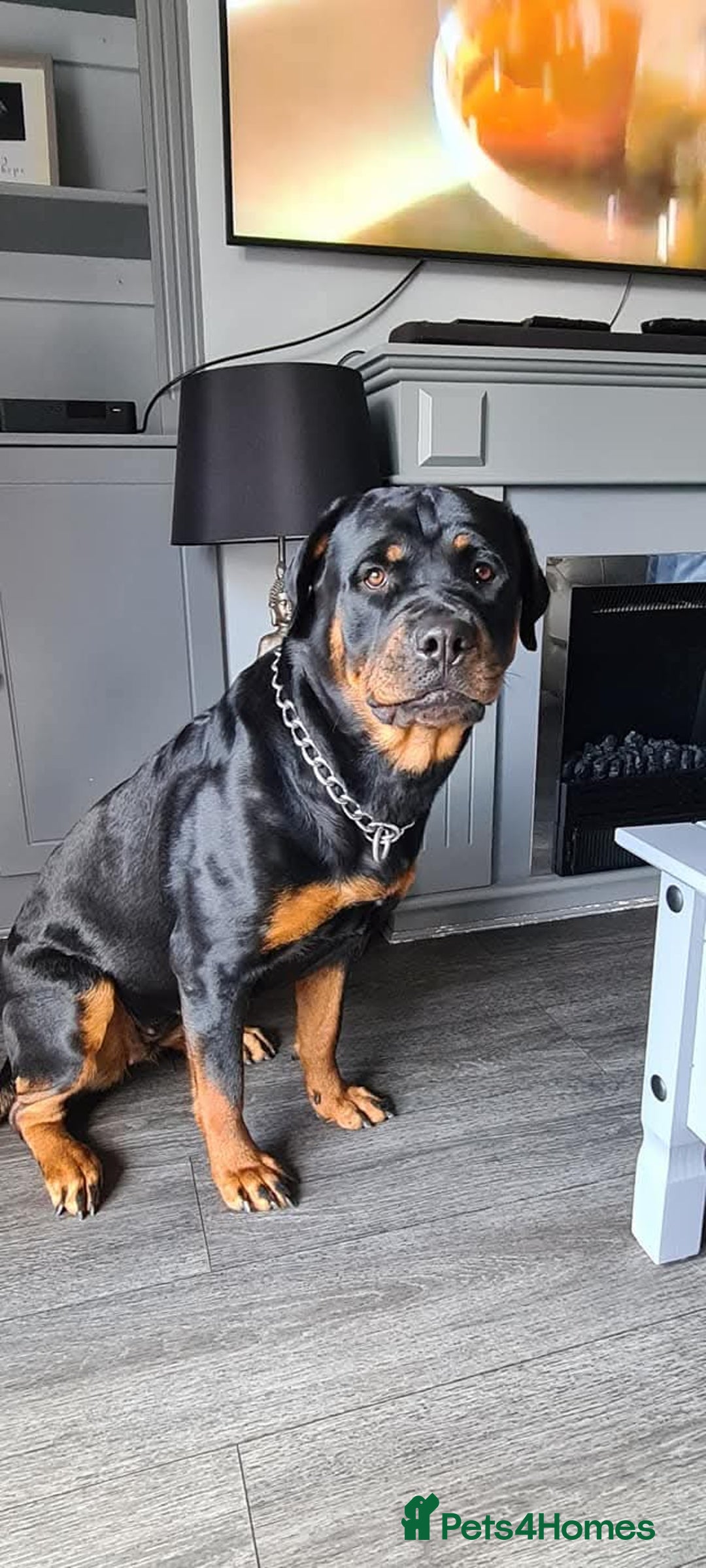 Rottweiler dogs for sale: Rottweiler puppies  - Advert 1