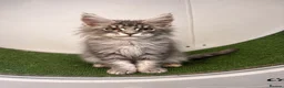 Maine Coon cats for sale: Maine coon kittens  - Advert 10