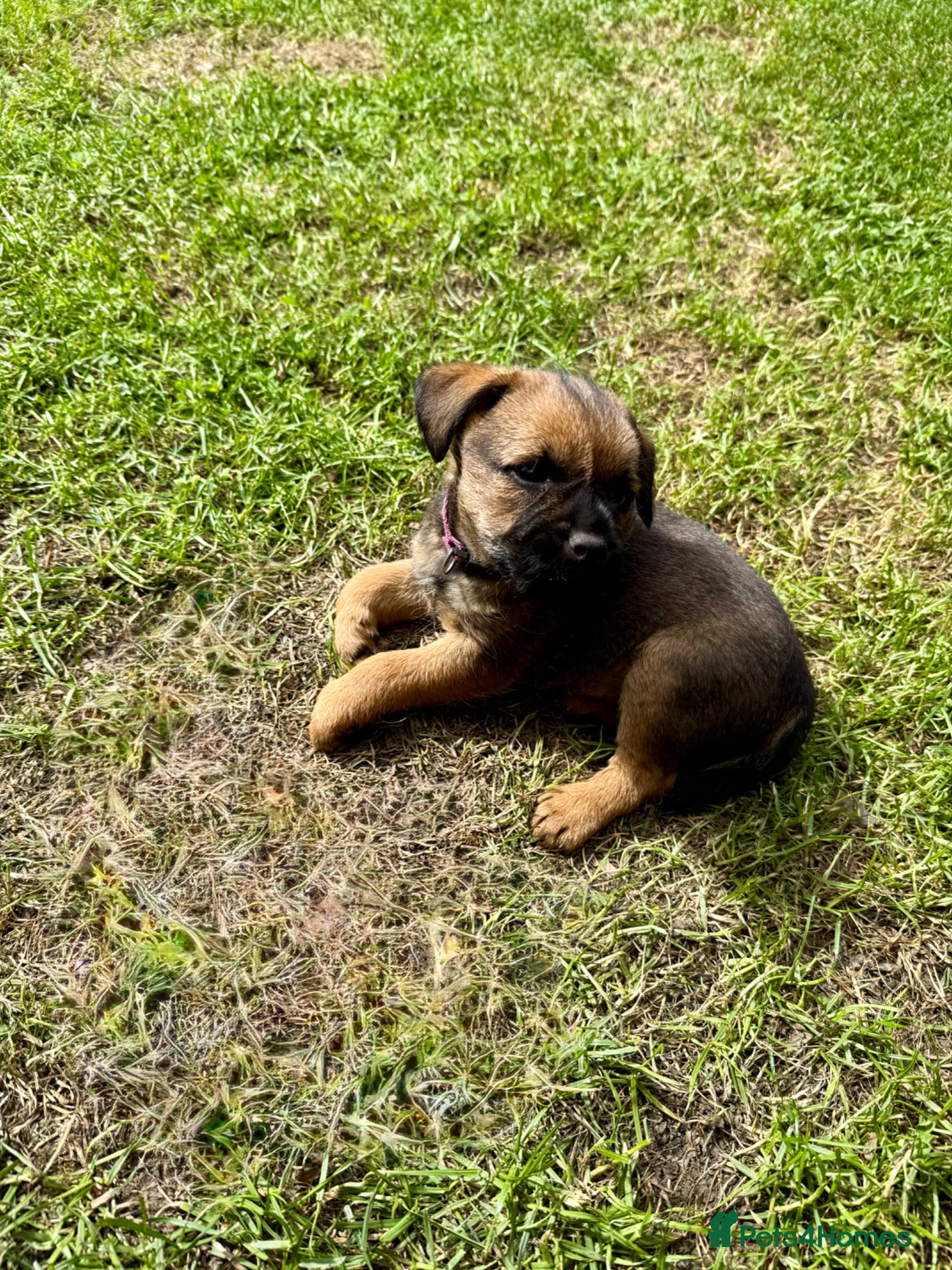 Border Terrier dogs Border terrier puppies  - Advert 2