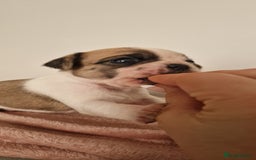 Mixed Breed dogs for sale: Beautiful 2nd generation pugalier pug babys  - Image 7