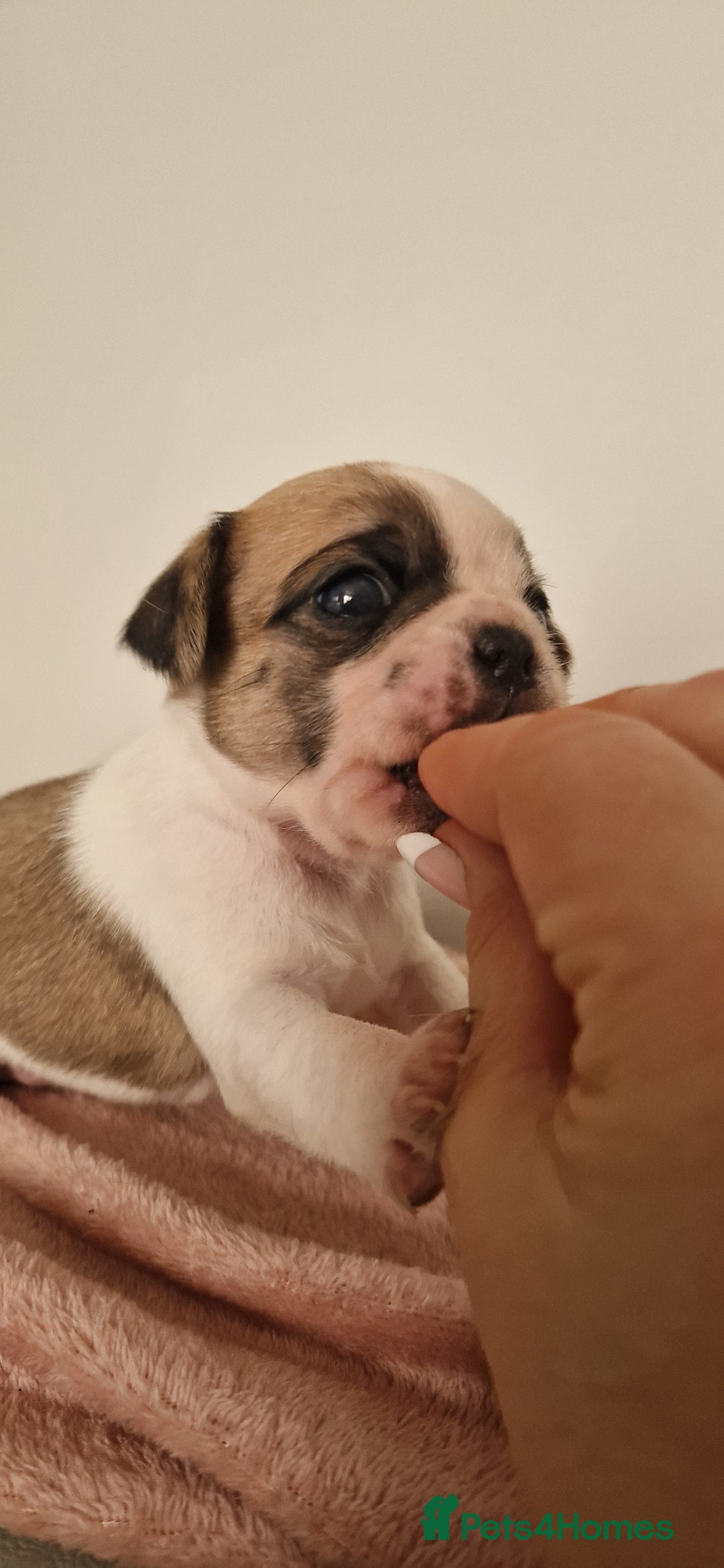 Mixed Breed dogs for sale: Beautiful 2nd generation pugalier pug babys  - Image 7
