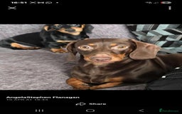 Miniature Dachshund dogs for sale: Miniature dachshund boy - Image 6
