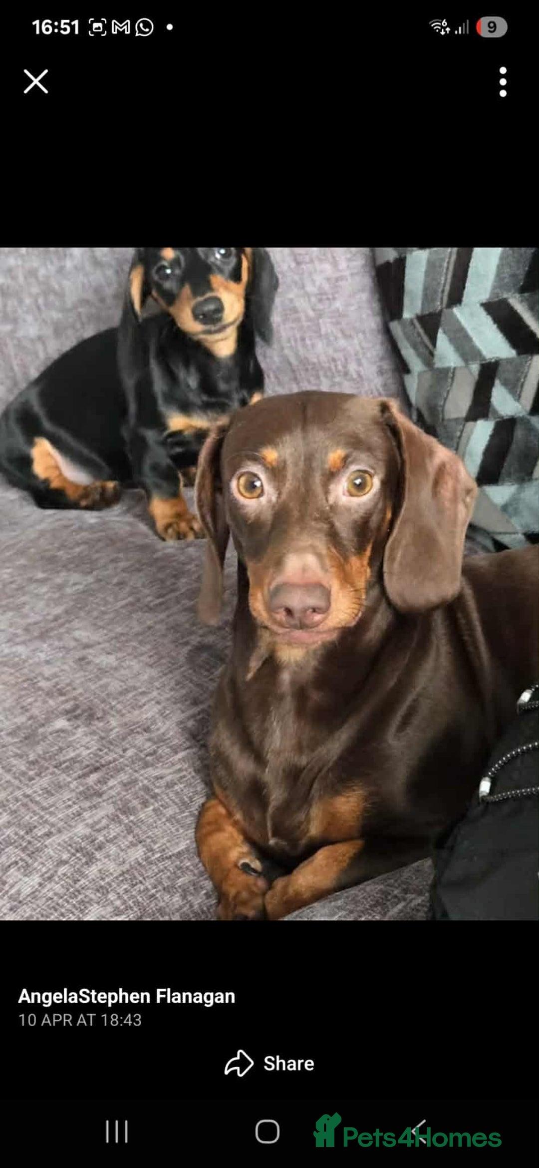 Miniature Dachshund dogs for sale: Miniature dachshund boy - Image 6