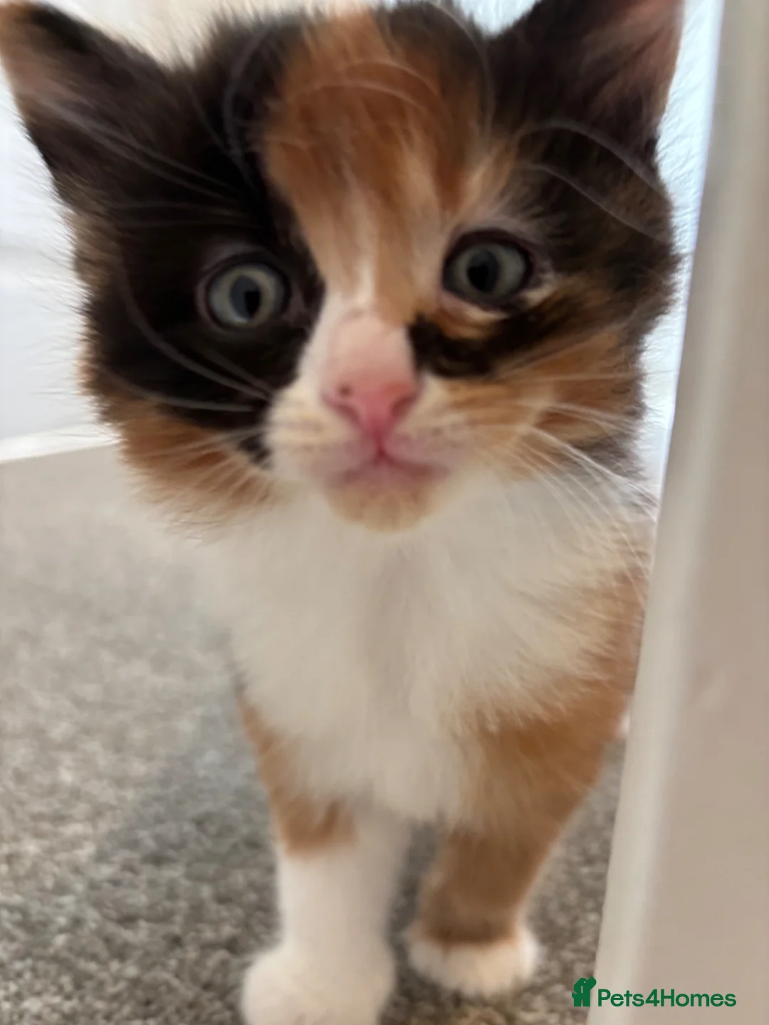 Mixed Breed cats for sale: Kittens  - Advert 10