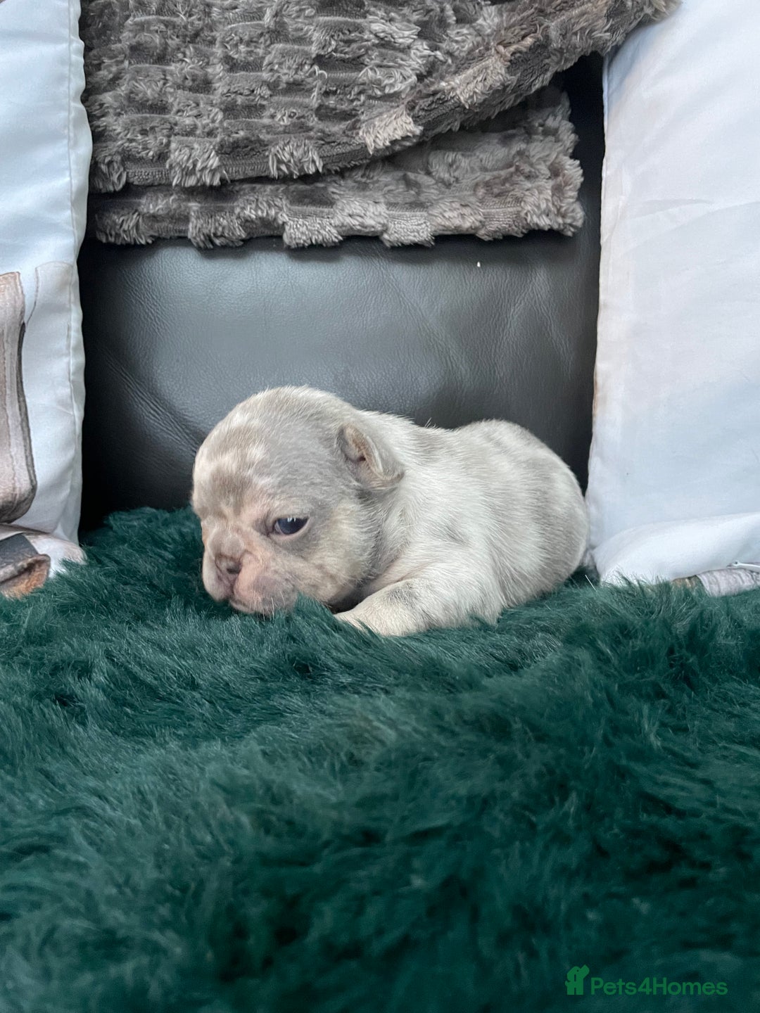 French Bulldog dogs for sale: Beautiful Merle French bulldogs  - Advert 13