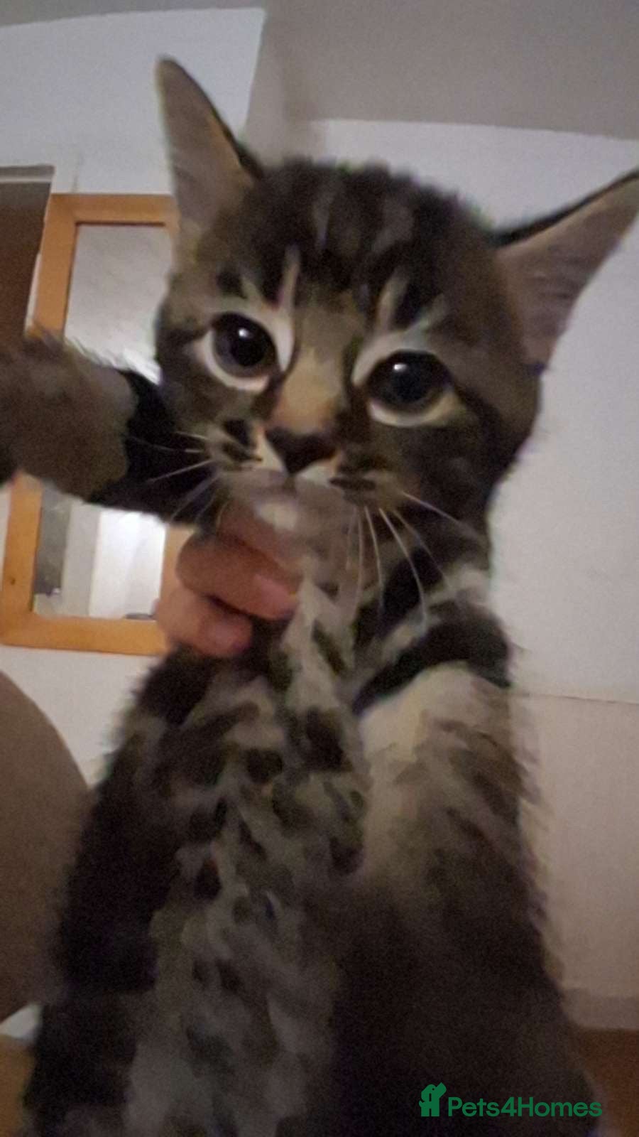 Mixed Breed cats 4 loving male kittens  - Advert 1