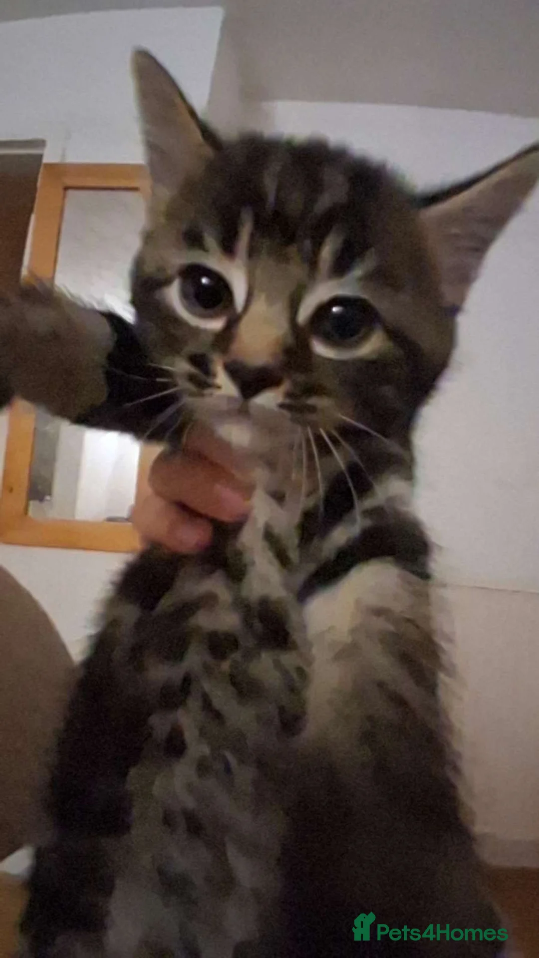 Mixed Breed cats for sale: 4 loving male kittens  in Manchester - Advert 1