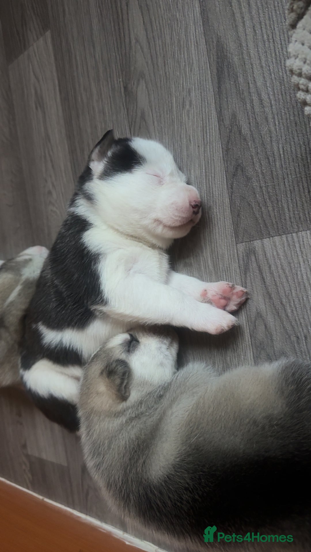 Siberian Husky dogs for sale: Husky Puppies – Ready 22/12/25 🐾  - Advert 3