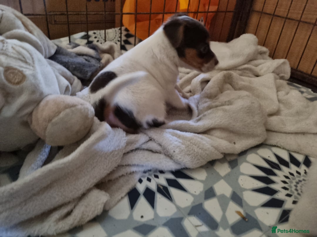 Jack Russell dogs for sale: Jack Russell pups  - Image 4