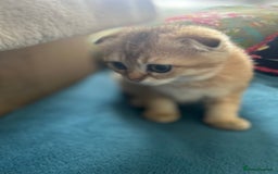 Scottish Fold cats for sale: Gold Chinchilla Scottish fold baby’s  - Image 21