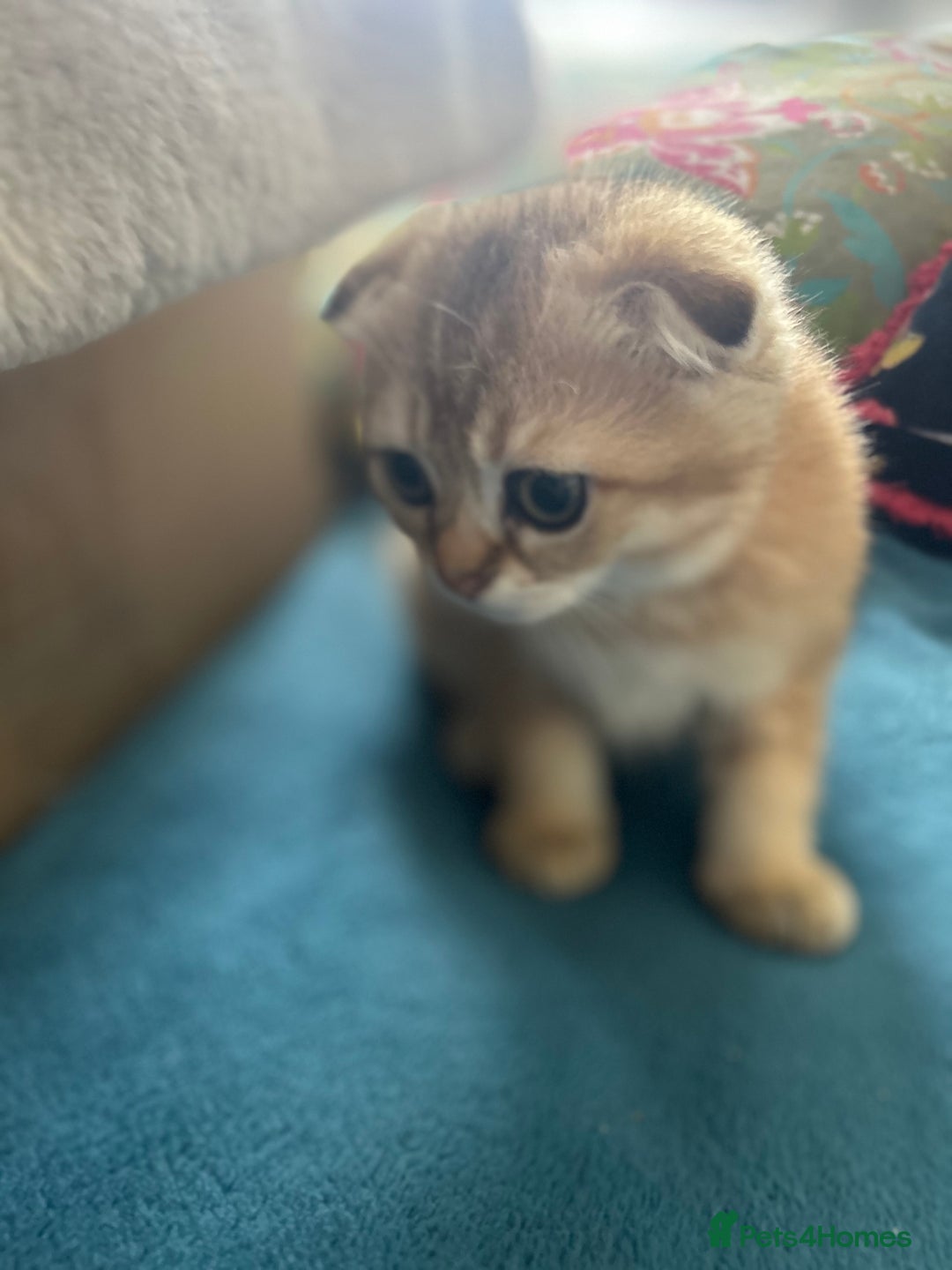 Scottish Fold cats for sale: Gold Chinchilla Scottish fold baby’s  - Image 21