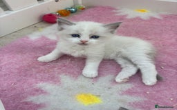 Ragdoll cats for sale: Gorgeous European ragdolls, Tica registered - Image 7